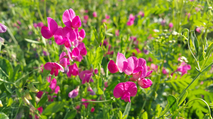 Sweet peas flower growing wild