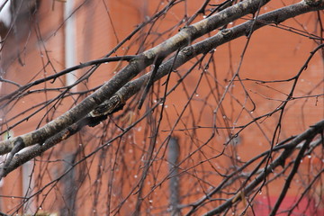 raindrops on a tree branch on a brown background