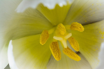 Weiße Tulpenblüte im Detail mit Kelch und Staubblätter