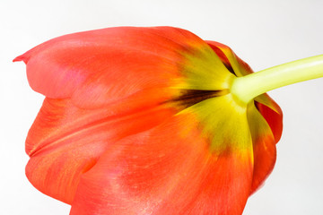 Rote Tulpe Anblick von hinten im Detail