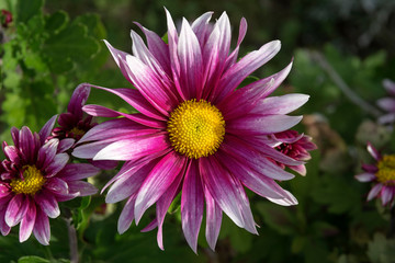 Obraz premium flower