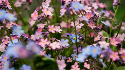 Obraz premium Forget-Me-Not Flowers