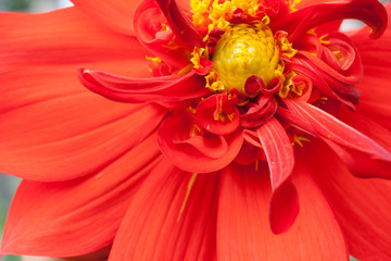 Close-up part of flower of red Dahlia with yellow middle.