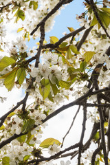 Cherry Tree Blossoms