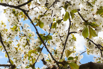 Obraz premium Cherry Tree Blossoms