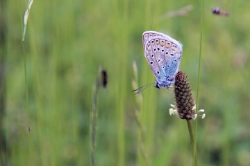 common blue butterfly
