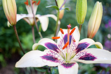 Close-up flower of white garden lily. Selective focus.