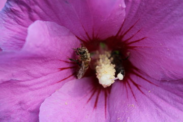Biene im Hibiskus © istext