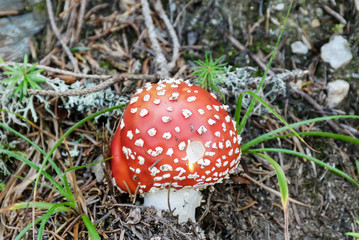 Mushroom called fly agaric. Scientific name: Amanita muscaria. Red cap
