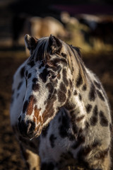 Fototapeta premium Beautiful young appaloosa horse portrait in the fields