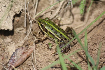 Teichfrosch