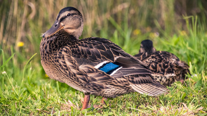 Duck standing in the grass