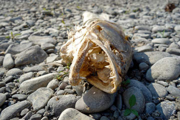Skeleton fish on the bank of stones