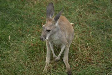 Naklejka na ściany i meble kangaroo in grass