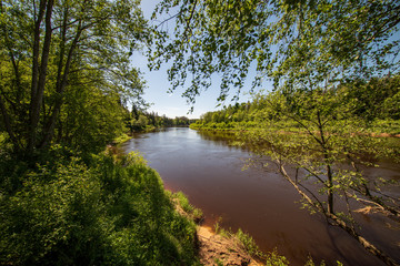Fototapeta premium calm river with reflections of trees in water in bright green foliage in summer