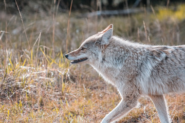 Coyote walking alongside the road