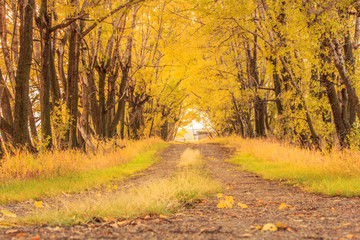 Obraz premium Down the autumn lane