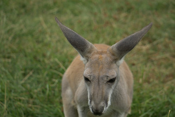 young kangaroo