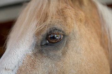 Pferde Auge