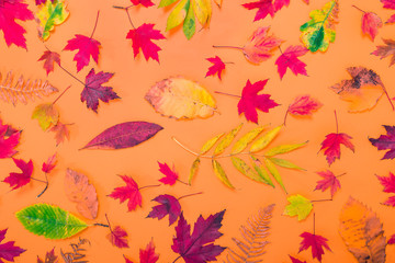 Top view Autumn background with fallen different multicolor leaves - green, yellow, orange, red on textured orange paper. Bright backdrop made of foliage. Muted colors. Selective focus.