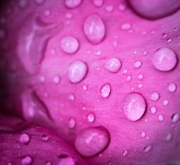 peony with water drops 