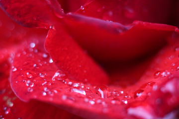 red rose with water drops 