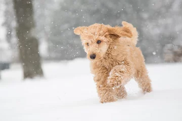 Foto op Aluminium Poodle puppy in the snowy Vienna Woods, Austria. Poodle snow fun © Viennamotion KG