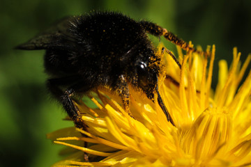 bee on flower closeup