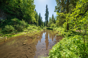 calm river with reflections of trees in water in bright green foliage in summer
