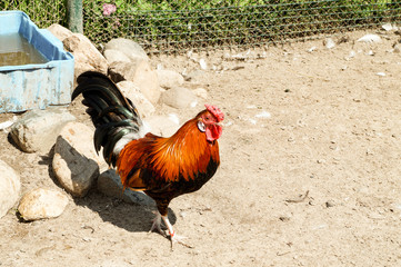 rooster on farm