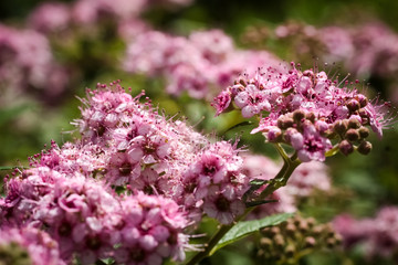Obraz premium closeup of pink flower