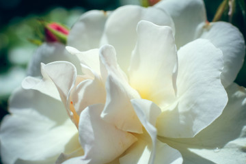 Fototapeta na wymiar closeup of white rose
