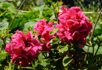  flowers in the garden