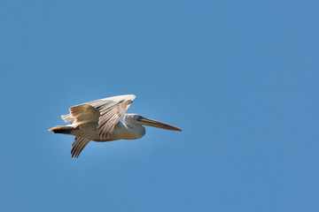 Dalmatian Pelican (Pelecanus crispus), Greece