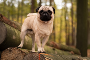 Obraz premium portrait