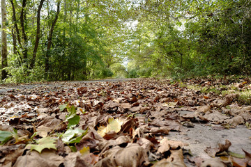 A park where autumn begins