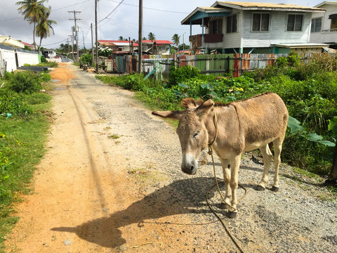 Donkey on road in Guyana 