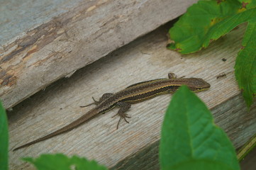 Lizard
