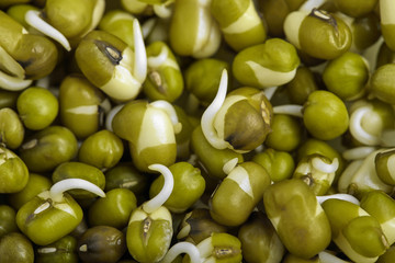 fresh mung bean sprouts