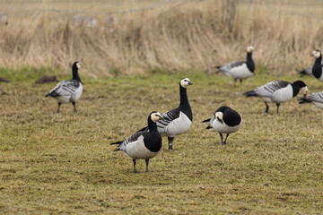 Weißwangengänse auf der Wiese