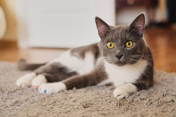 Placid grey and white cat lying on the floor waiting to be fed and looking curiously at the camera