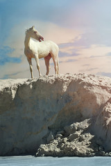 koń na skale