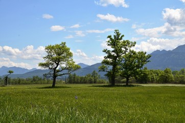 Bäume im Murnauer Moos