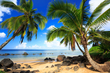 Panele Szklane  Palmy na Kauai na Hawajach rano