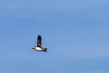 Puffin