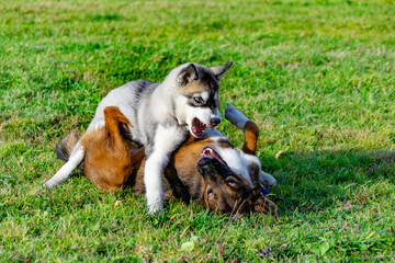 Puppy miniature husky. Dogs play with each other, merry fuss, harmonious relations, correction of...