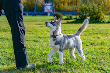 Puppy miniature husky. Dogs play with each other, merry fuss, harmonious relations, correction of...