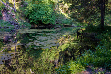 Fototapeta na wymiar calm river with reflections of trees in water in bright green foliage in summer