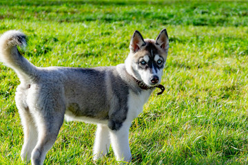 Puppy miniature husky. Dogs play with each other, merry fuss, harmonious relations, correction of behavior and aggressiveness. Obedient pet performs the commands of its owner. Deliverance from barking