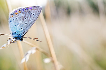 common blue